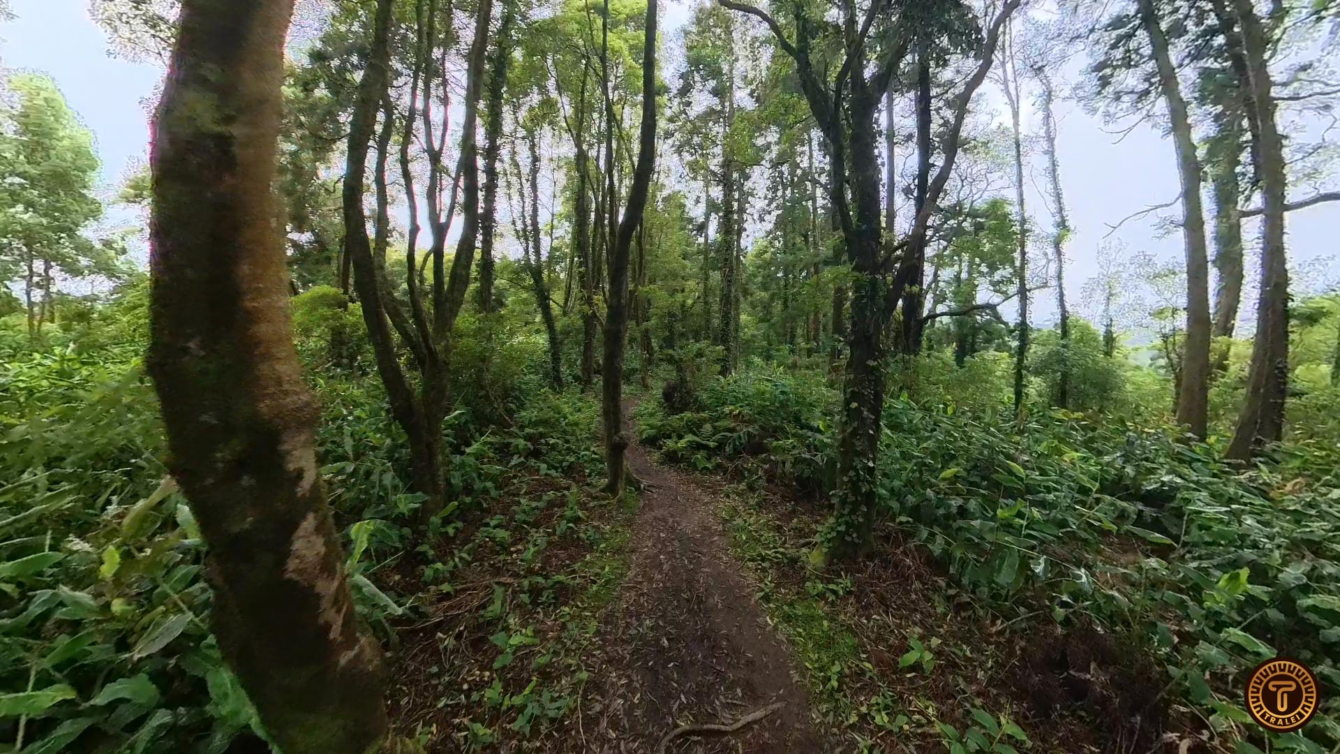 Salto Do Cabrito Loop Trail -Dense Forest