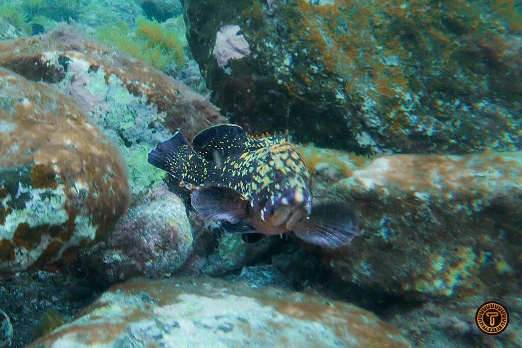 Grouper / Mero in Charco de la Pasión, Puerto Santiago
