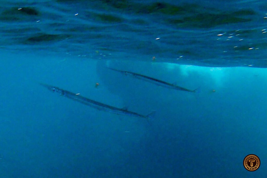 Keeltail needlefish / Pez agujón de quilla Marine spieces from the Canary Islands - Tralei